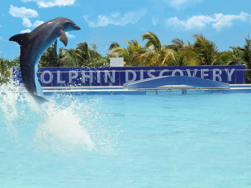 Dolphin Discovery tendrá nuevo parque en Huatulco